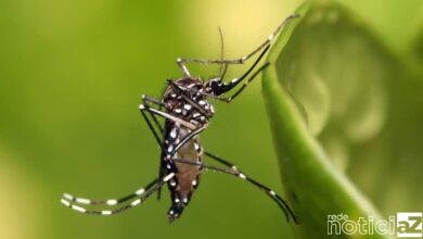 Casos de dengue em Louveira disparam 536% em 2022