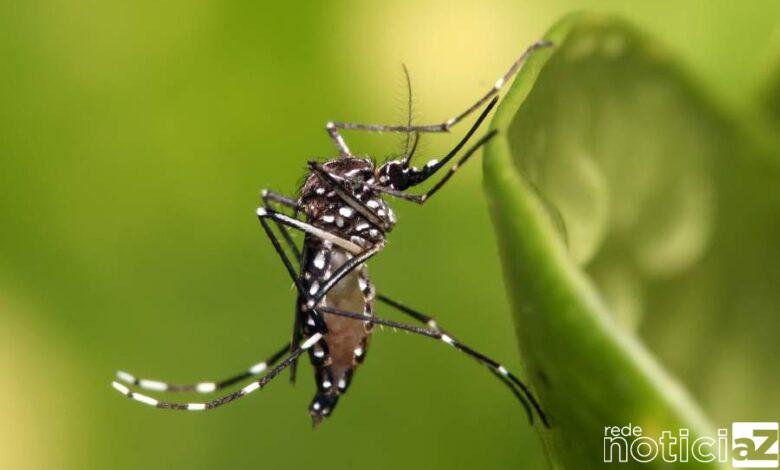 Casos de dengue em Louveira disparam 536% em 2022