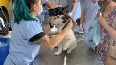 Mutirão de castração dos pets em Campo Limpo Paulista acontece em julho