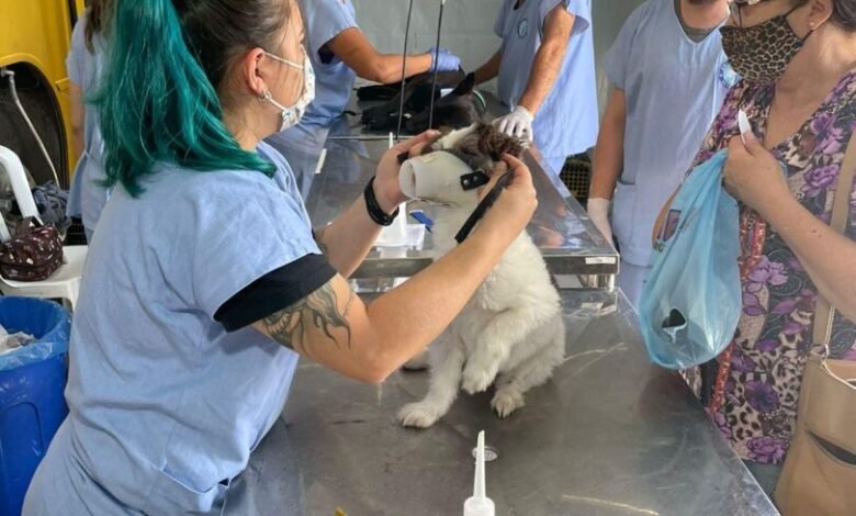Mutirão de castração dos pets em Campo Limpo Paulista acontece em julho