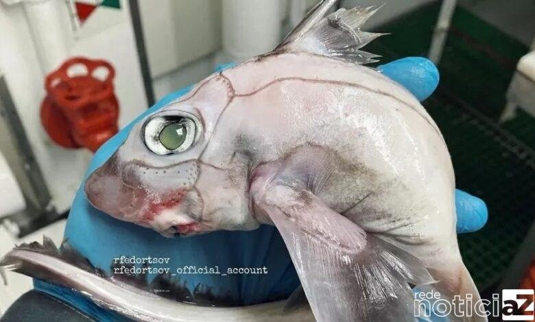 Pescador Norueguês encontra "peixe-frankenstein"