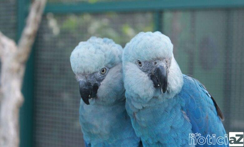 Espécie de araras consideradas extintas reaparecem na natureza