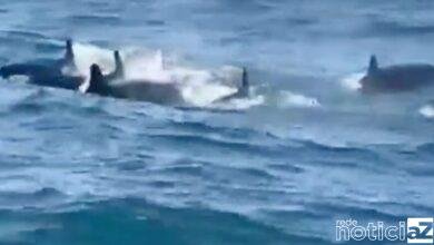 VÍDEO - "Falsas orcas" são vistas nadando no Litoral