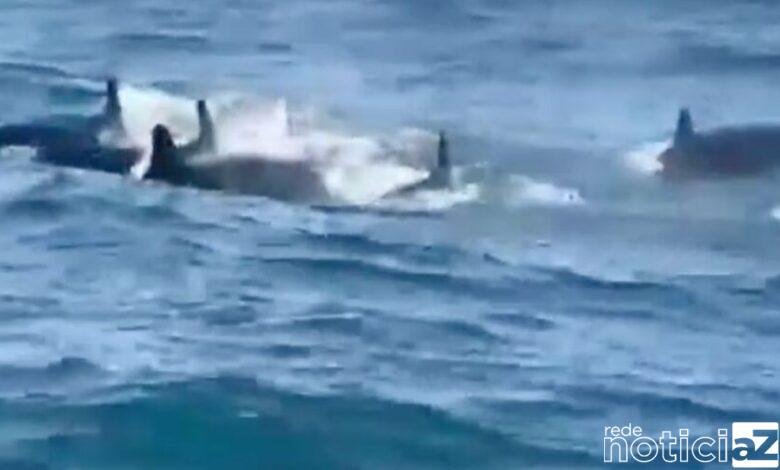 VÍDEO - "Falsas orcas" são vistas nadando no Litoral