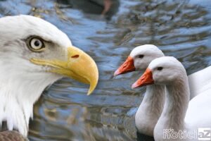 Pato ou Águia?