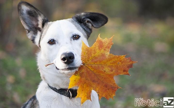 Evite a queda dos pelos dos pets no outono