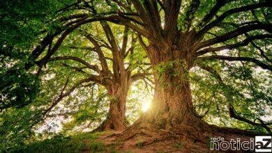 Campo Limpo Paulista lança programa para a plantação de árvores