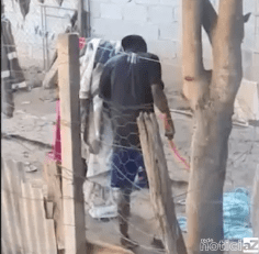 Vizinho flagra homem agredindo cachorro