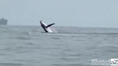 VÍDEO - Baleia é flagrada dando um show no Litoral de SP