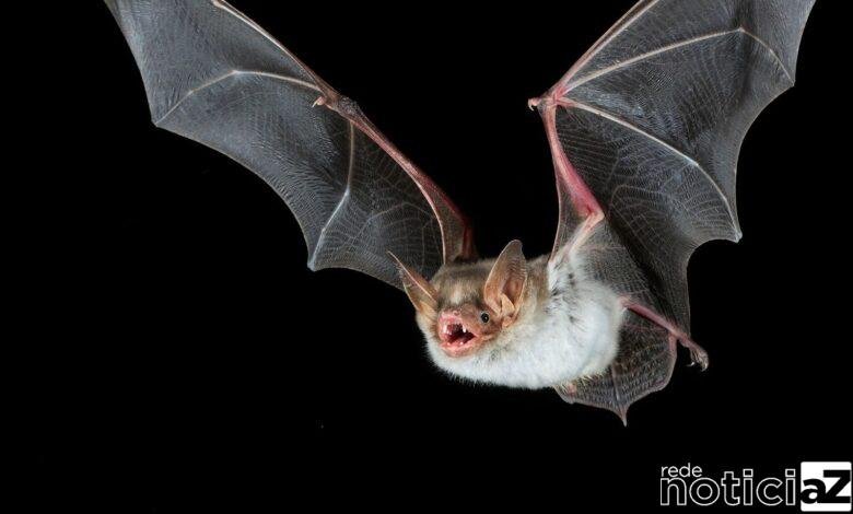 Primeiro caso de raiva em morcego é confirmado em Jundiaí