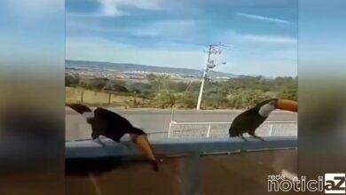 Casal de Tucanos é flagrado por moradora de Itupeva
