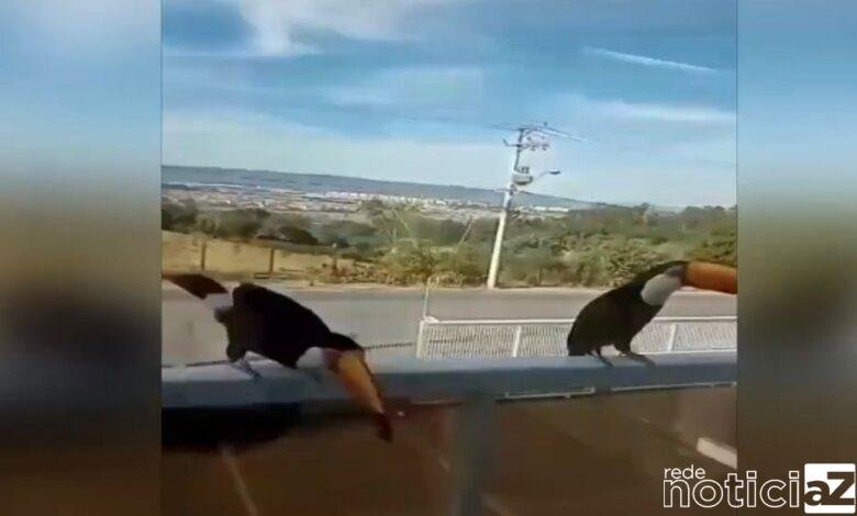 Casal de Tucanos é flagrado por moradora de Itupeva