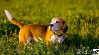 A hérnia de disco é um risco aos cães "salsichas"