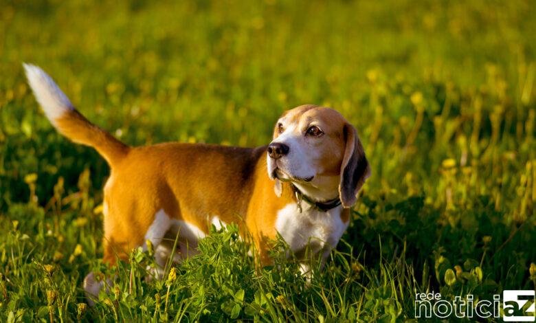 A hérnia de disco é um risco aos cães "salsichas"