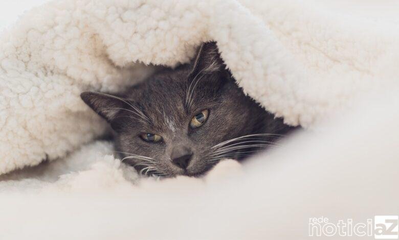 Cuide dos gatos durante o inverno