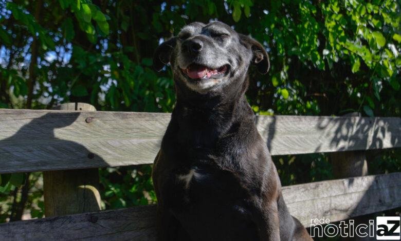 DEBEA de Jundiaí promove castração de pets