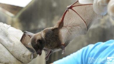 Jundiaí registra segundo morcego positivo para raiva