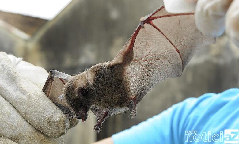 Jundiaí registra segundo morcego positivo para raiva