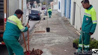 Programa de Jundiaí promove plantação em massa de mudas de árvore