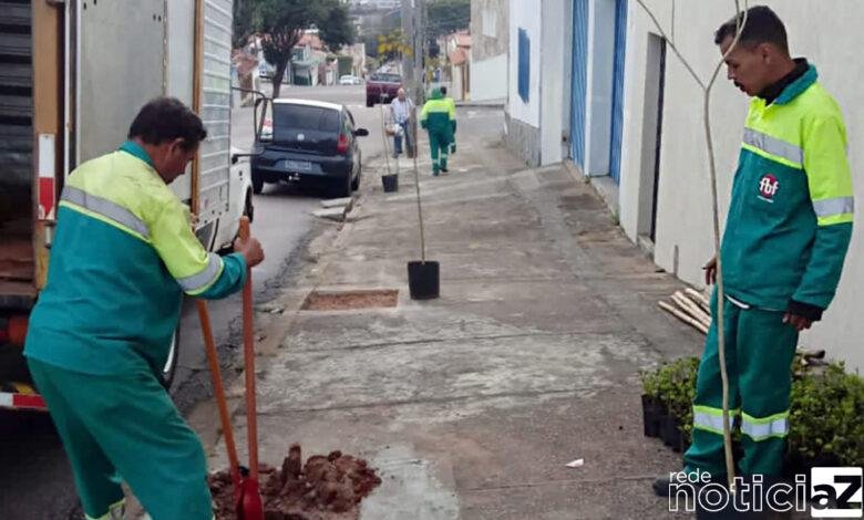 Programa de Jundiaí promove plantação em massa de mudas de árvore