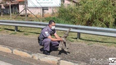 Polícia resgata bicho-preguiça em Rodovia de Itatiba