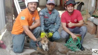 Corpo de Bombeiros resgatam cachorro caído em rede de águas pluviais