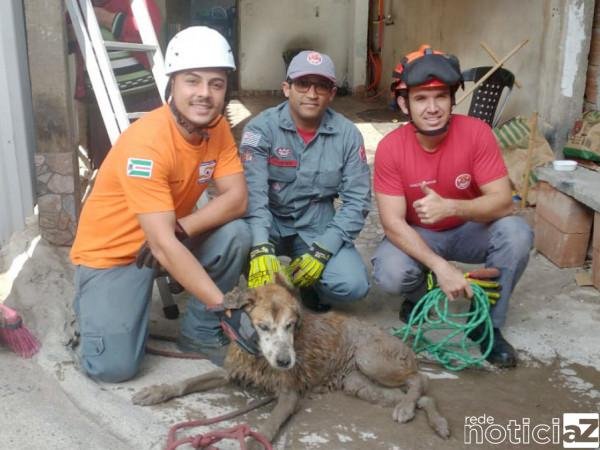 Corpo de Bombeiros resgatam cachorro caído em rede de águas pluviais
