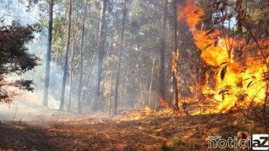 Número de incêndios em Jundiaí em 2022 chega a 81% do registrado em 2021