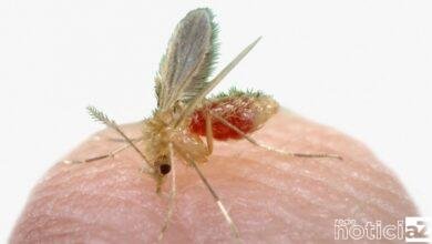 Louveira inicia a Semana de Combate à Leishmaniose