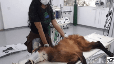 Associação Mata Ciliar registra alta de 135% no resgate de animais feridos em Jundiaí