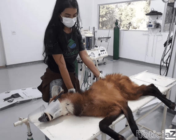 Associação Mata Ciliar registra alta de 135% no resgate de animais feridos em Jundiaí