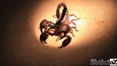 Prefeitura de Louveira intensifica ações de combate a escorpiões