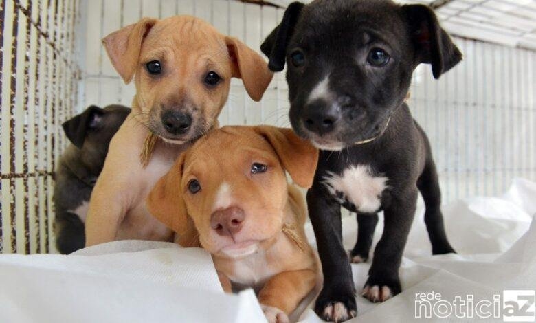 ONG Instituto Focinho Feliz promove 3ª Feira de Adoção de Animais em Jundiaí