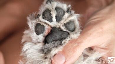 Brasil registra o primeiro caso de varíola do macaco em cães