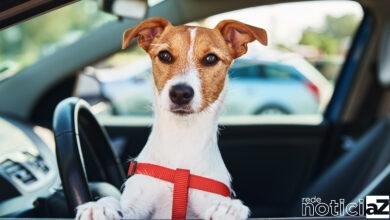 Drive Pet: Jundiaí recebe evento para tutores e seus animais