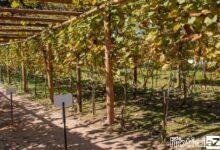 Estrada do Vinho em São Roque