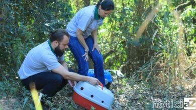 Aves e animais salvos em Louveira são devolvidos à Mata Ciliar
