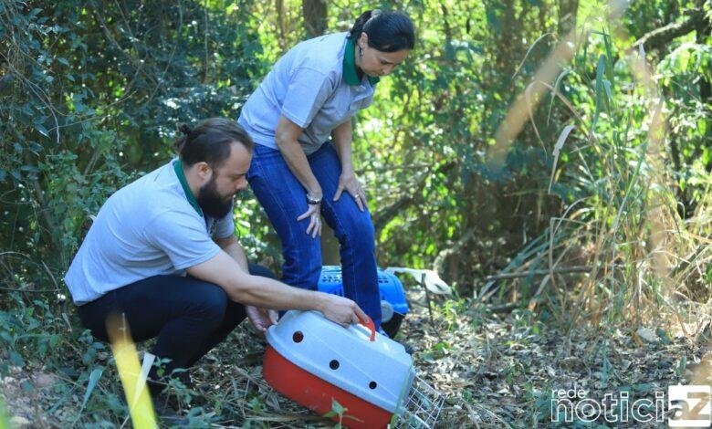 Aves e animais salvos em Louveira são devolvidos à Mata Ciliar