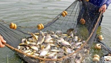 Prefeitura inicia projeto para incentivar produção de peixes em Itupeva