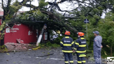 Quedas de árvores geram transtornos em Jundiaí