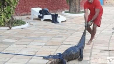 VÍDEO: Jacaré é resgatado em piscina de clube em Caldas Novas