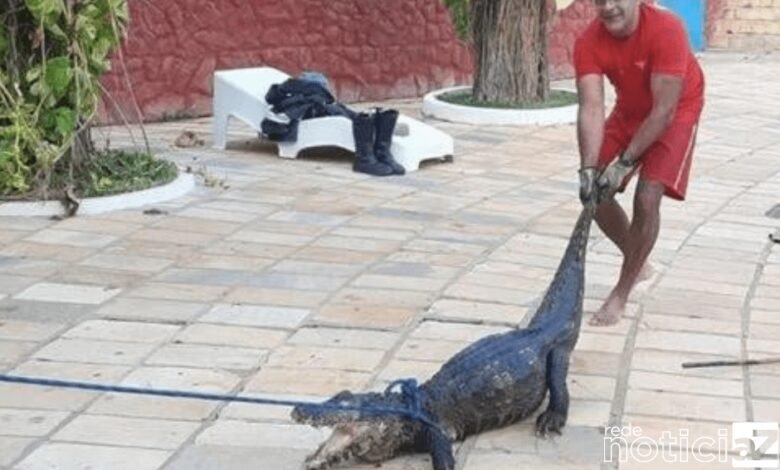 VÍDEO: Jacaré é resgatado em piscina de clube em Caldas Novas