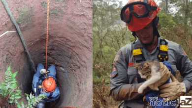 Gata é resgatada pelos Bombeiros após cair em poço de 20 metros