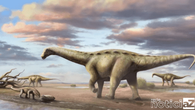 "Titanossauro anão" é descoberto no Interior de São Paulo