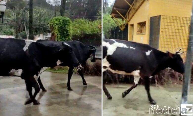 VÍDEO - Homem flagra diversos bois e vacas em uma praça de Jundiaí