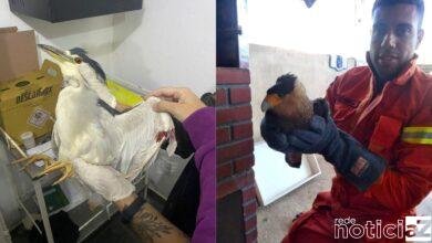 Aves são resgatadas em Várzea Paulista e levadas para a Mata Ciliar de Jundiaí