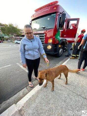 Bombeiros e Defesa Civil resgatam cão em Vargem Paulista