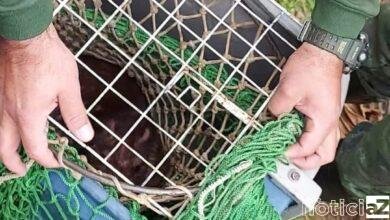 VÍDEO: Paca é resgatada pela Guarda Florestal no Clube Jundiaiense