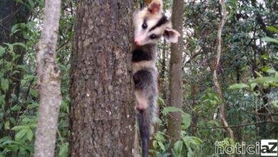 Gambá resgatado em Louveira é devolvido à natureza