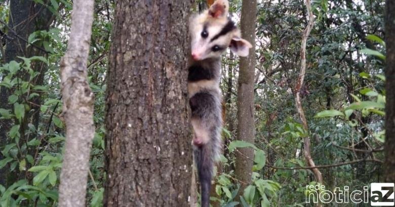 Gambá resgatado em Louveira é devolvido à natureza